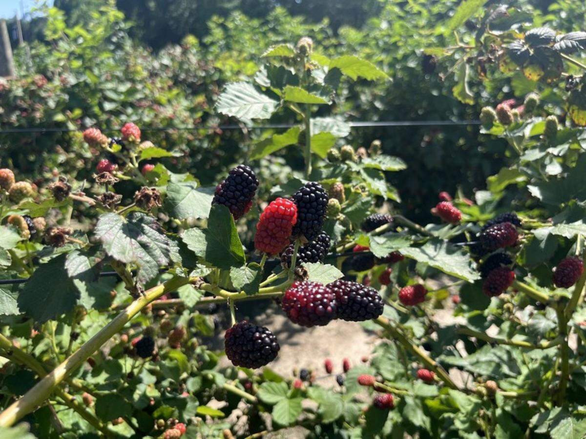 Blackberries, which change from green to red and finally black, are in season at Simply Green Farm in Seabrook.