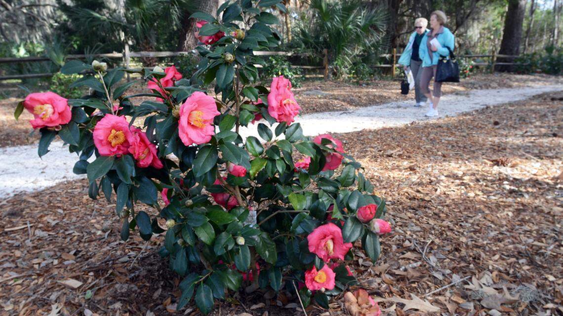 A camellia plant blossoms in the Camellia Garden at Honey Horn on Tuesday.