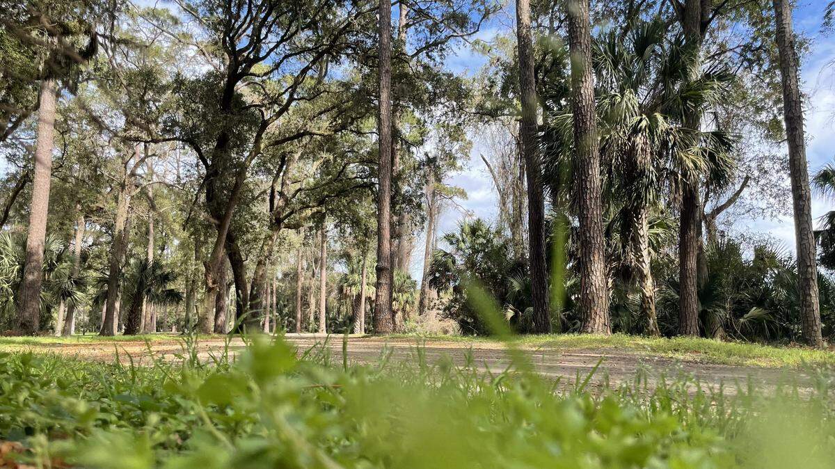 Nature lovers will soon be able to walk or cycle through a new liesure trail planned for the Sea Pines Forest Preserve. A section of the preserve is photographed here on March 12, 2026.