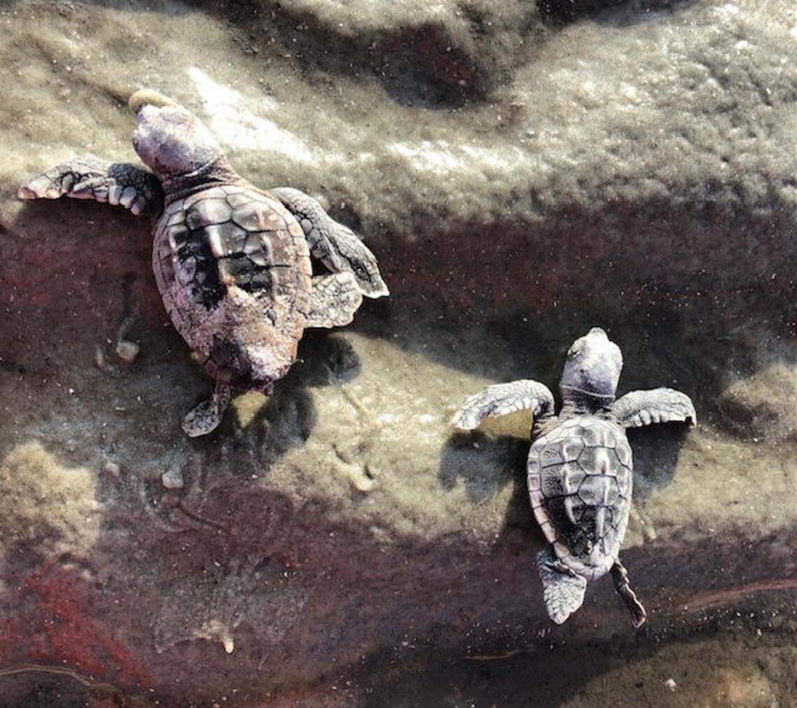 Hatchlings emerge from a nest recently at Harbor Island. Sea turtles have adapted nesting strategies such having 3-5 nests in a season and 120 eggs per nest to ensure that no one storm season is a total loss, says Jan Grimsley who leads monitoring efforts at Harbor Island.