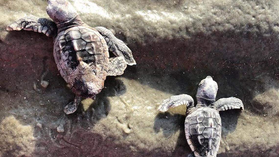 First nest is here already, Hilton Head area sea turtle season begins