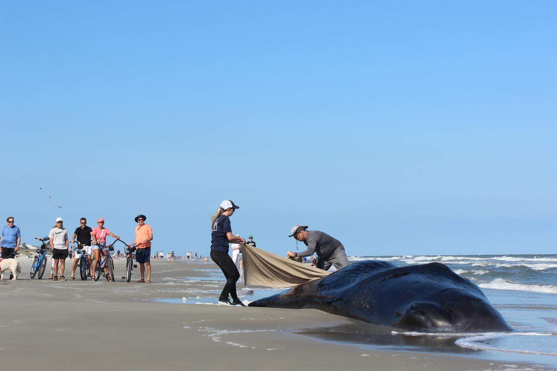 Workers cover the beached whale in sheets on May 4, 2025 to minimize its suffering during its final days.