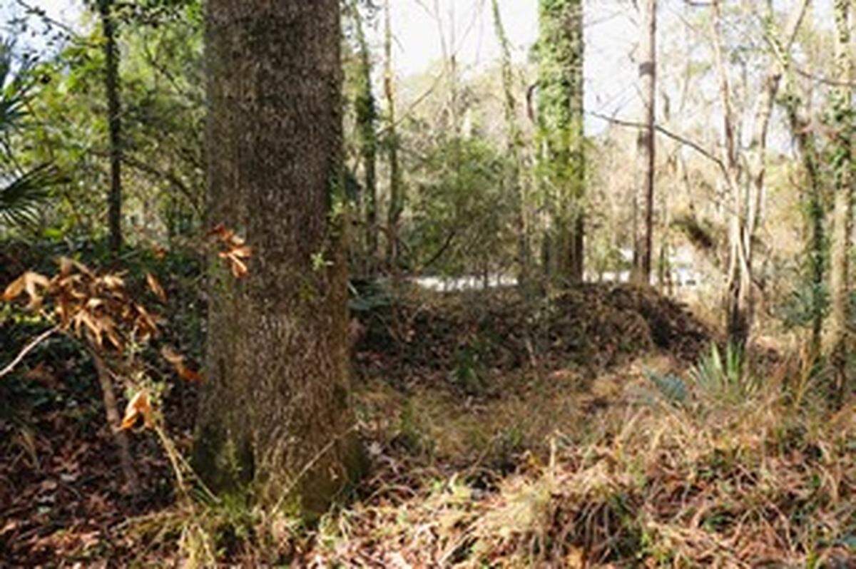 Mysterious and remote, the Stoney Creek Battery is part of a line of fortifications constructed by Confederates under Robert E Lee around the margins of Beaufort County. Here, the guns faced inward to prevent the occupying union forces from invading. It is now a protected heritage preserve, overgrown and nearly invisible to the thousands of cars that speed past on U.S. 17.
