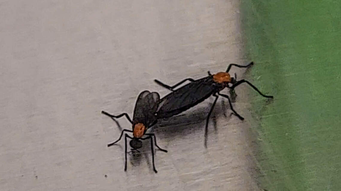 Here’s why lovebug swarms can be so thick on SC interstates, highways