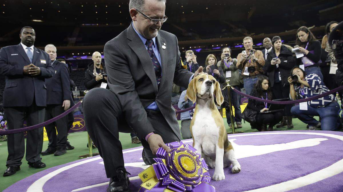 Dog Show 