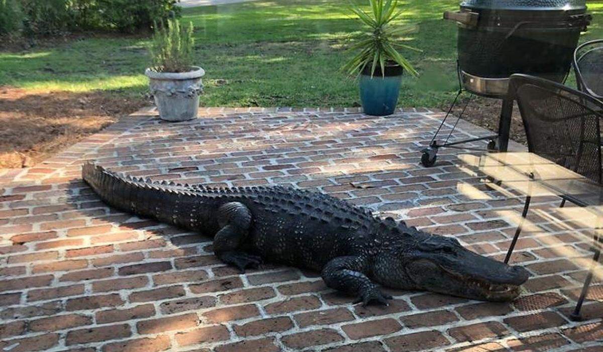 A large alligator sits on the patio outside a home in Sea Pines on Hilton Head Island on Monday, April 20, 2020. 