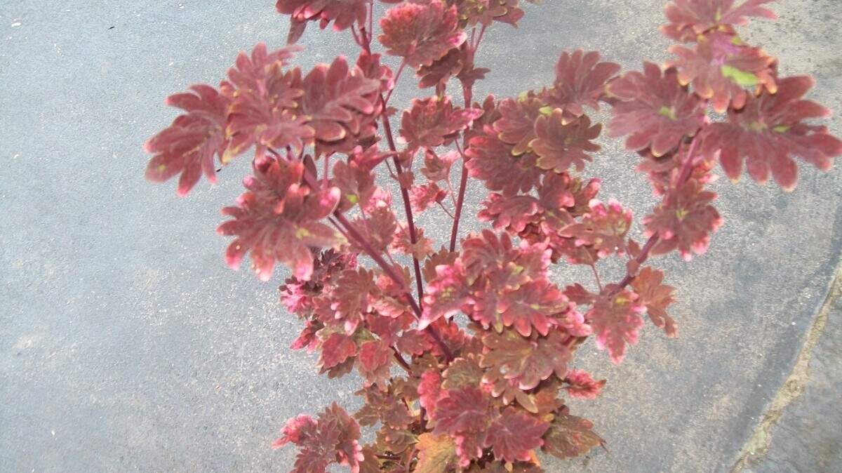 A copper colored coleus that grows fast and has many offspring.
