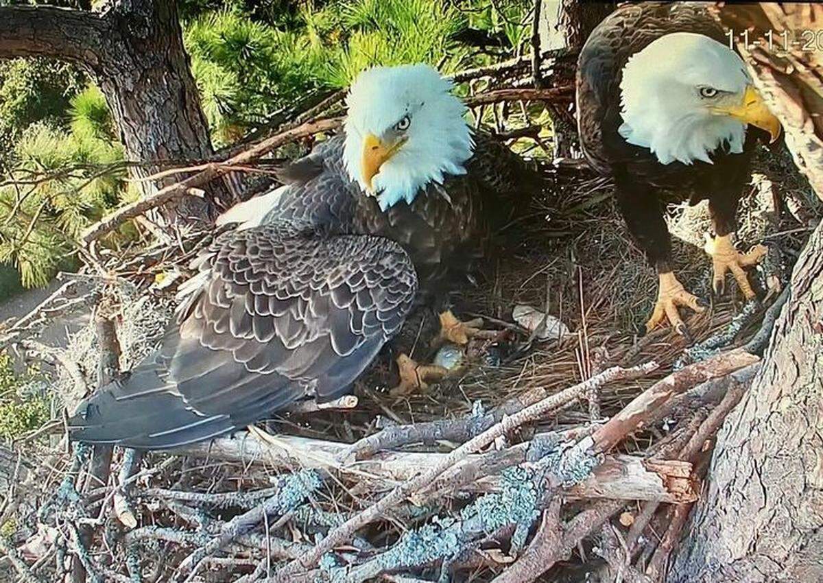 Screenshot from Hilton Head Island eagle cam, provided by the Hilton Head Island Land Trust