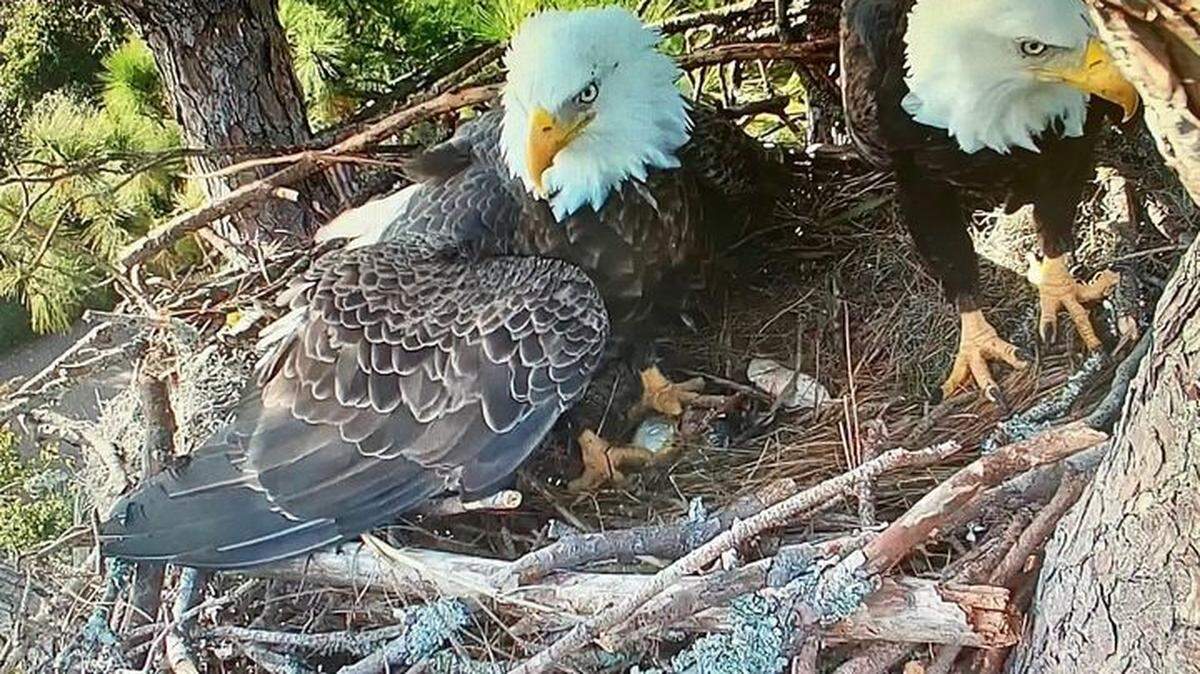 Screenshot from Hilton Head Island eagle cam, provided by the Hilton Head Island Land Trust