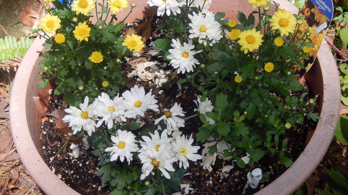 Chrysanthemums flowering in June