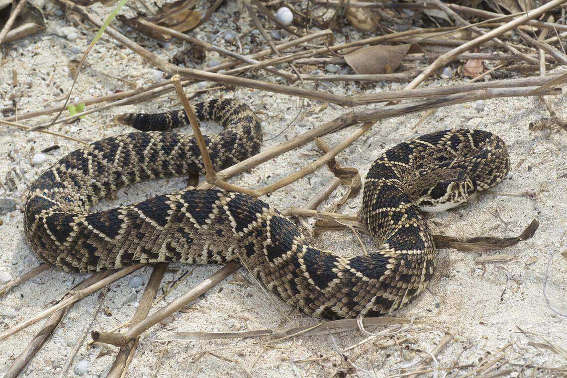 The Eastern Diamondback Rattlesnake is one of three rattlesnake species in North Carolina.