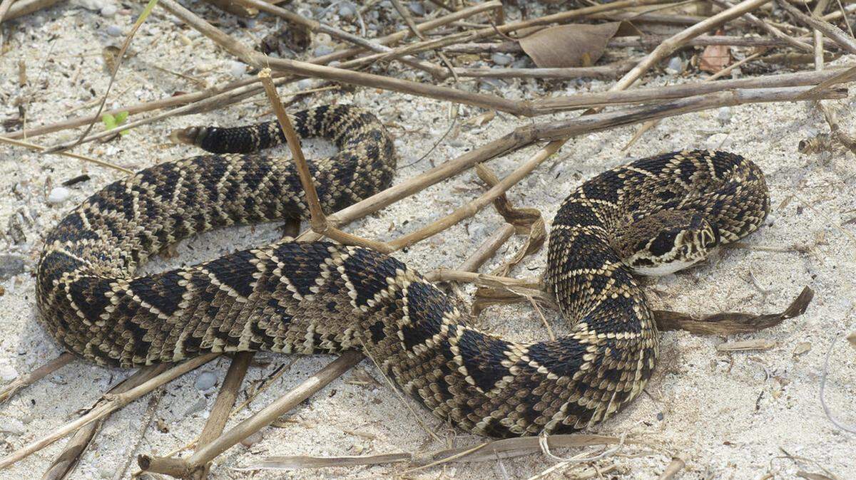Eastern Diamondback Rattlesnake