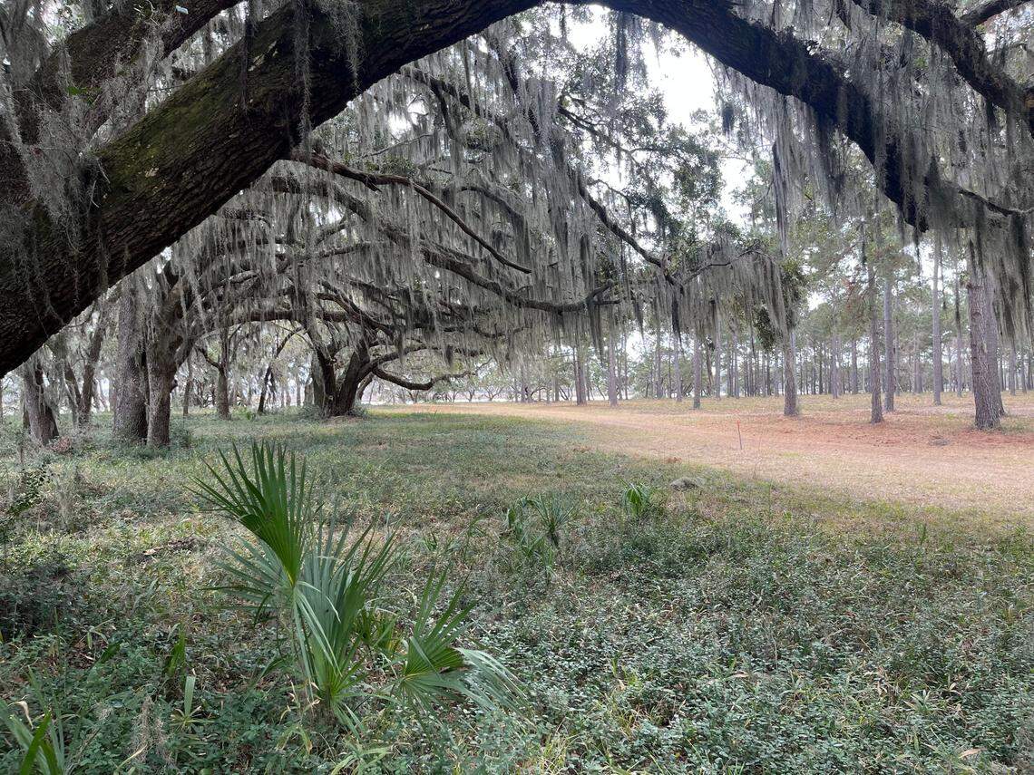 Upper Cane Island is known for its variety of plants, animals and trees, including Spanish-moss-draped live oaks that are hundreds of years old.