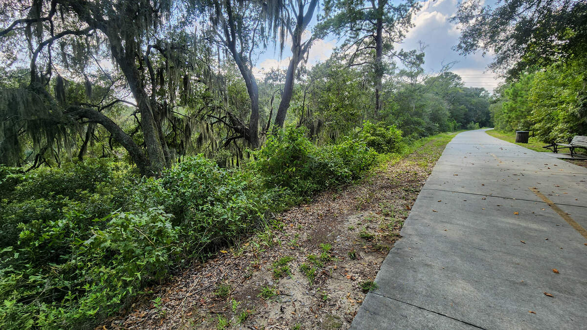 Live oak trees dripping with Spanish Moss grow from an embankment along the Spanish Moss Trail as photographed on Aug. 22, 2025, in Beaufort.
