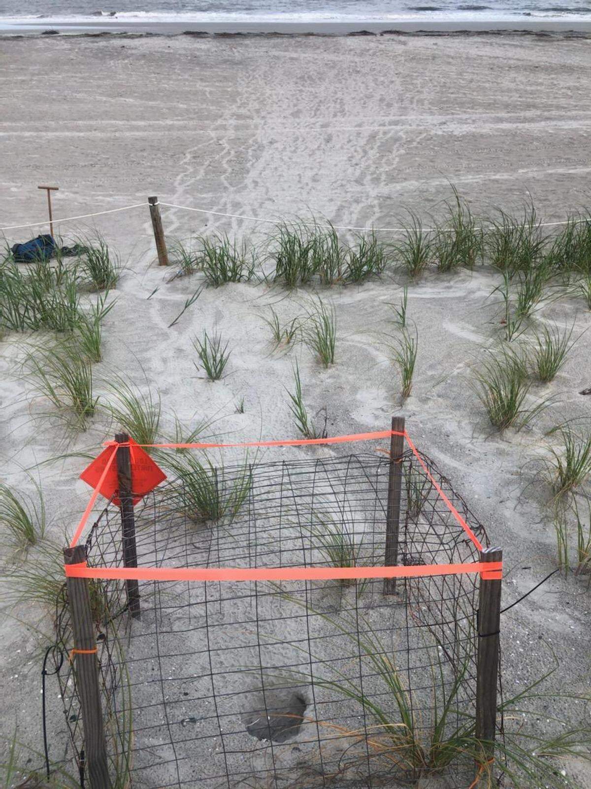 Turtle tracks lead from a nest to the ocean at Hunting Island. These tracks, photographed this turtle nesting season, were made following a “nest boil,” when dozens of hatchlings emerge from the sand simultaneously. It’s called a boil because it looks like the sand is boiling.