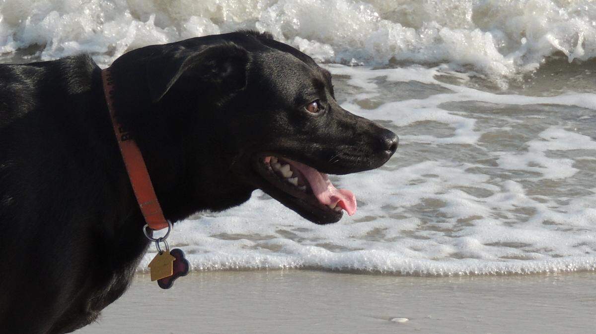 BraeBrae the mutt from the now-closed Maranatha Farm Animal Rescue in Ridgeland enjoying a run on the shores of Port Royal Sound in 2014.