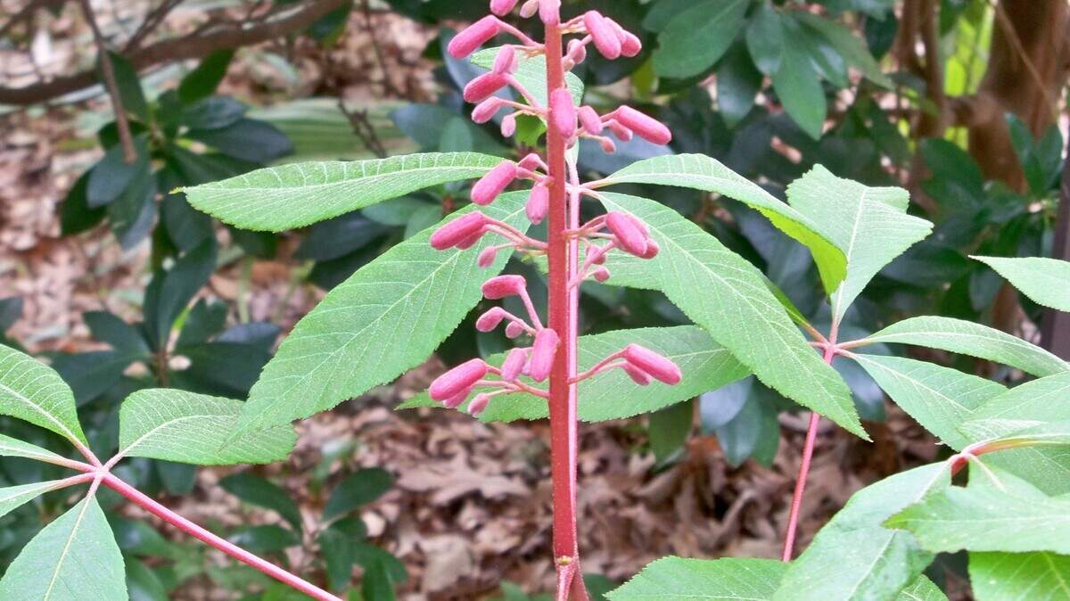Our native Buckeye is blooming right on schedule.