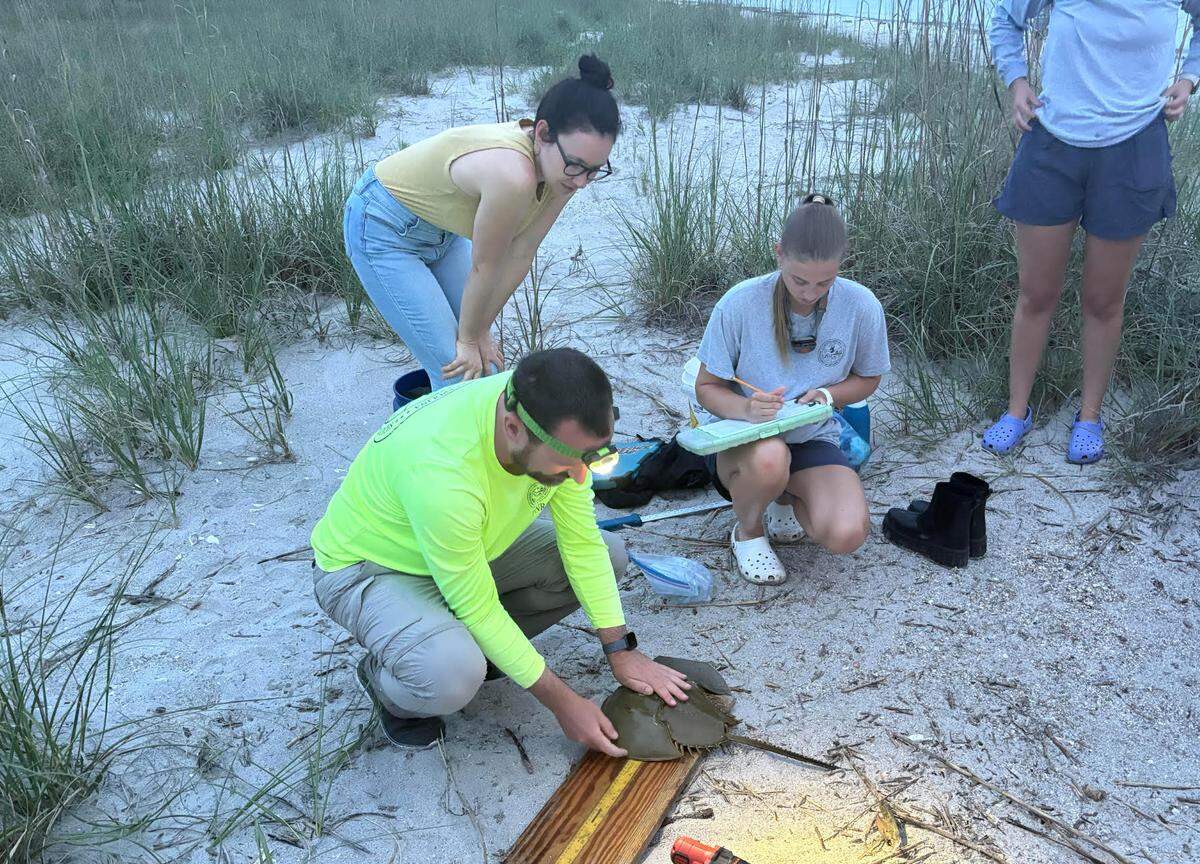 Scientist kneels on the beach as he measures a horseshoe crab. His colleagues stand around him. 