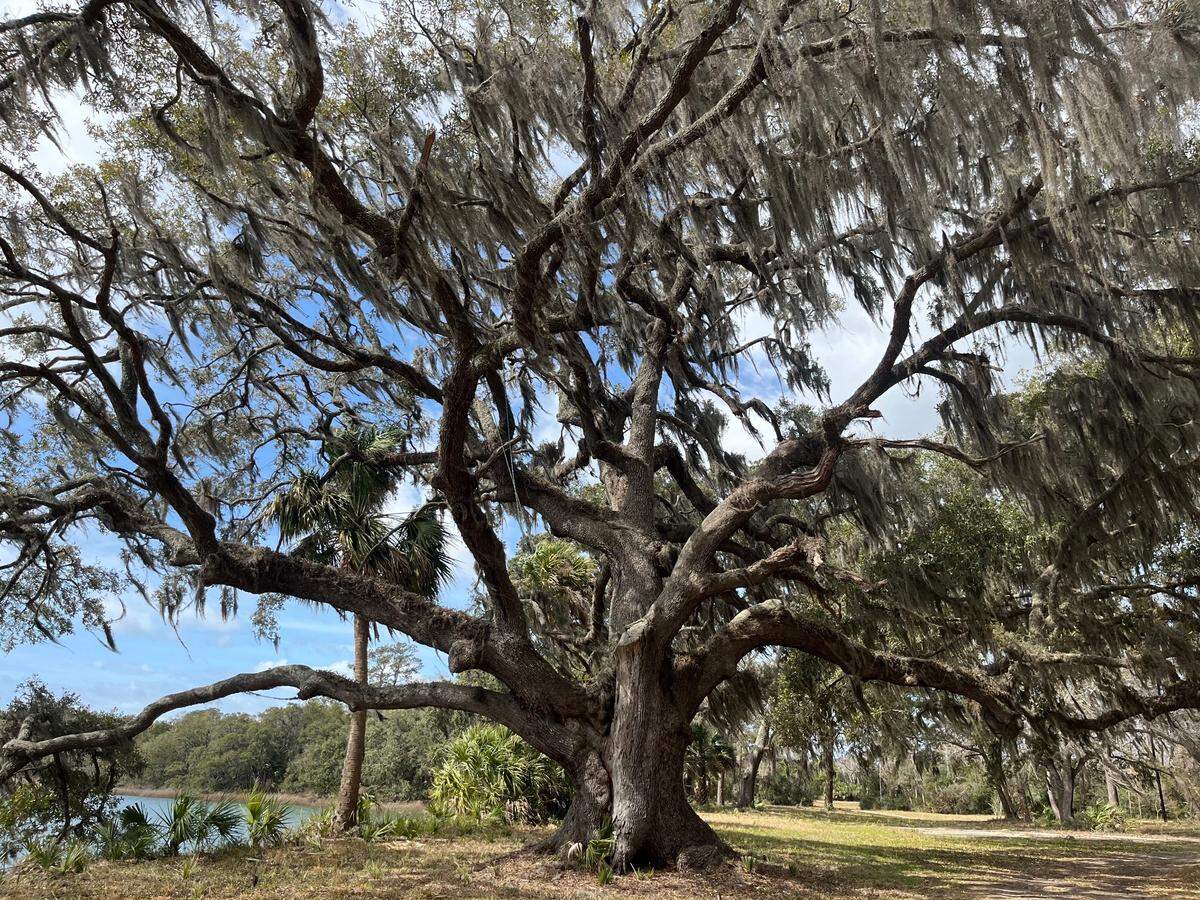 Live oak trees dating to the Civil War and possibly the Revolutionary War still stand on Upper Cane Island. 