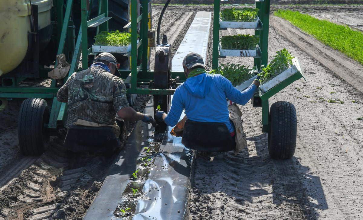 Men sit in chairs just inches from the field as a tractor, driven by GPS (Global Positioning System), turns a spiked wheel filled with a water/fertilizer combination punching holes in the plastic mulch cover on Feb. 25, 2025, at Coosaw Farms on St. Helena Island. As the tractor advances, the men carefully insert the watermelon seedlings into the moistened holes.