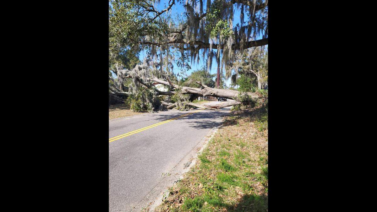A large tree fell across Wilmington Street in Beaufort Monday.