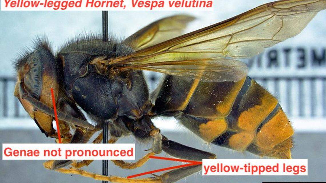 Predatory insect trapped in Jasper County. It could zap SC’s beekeeping industry