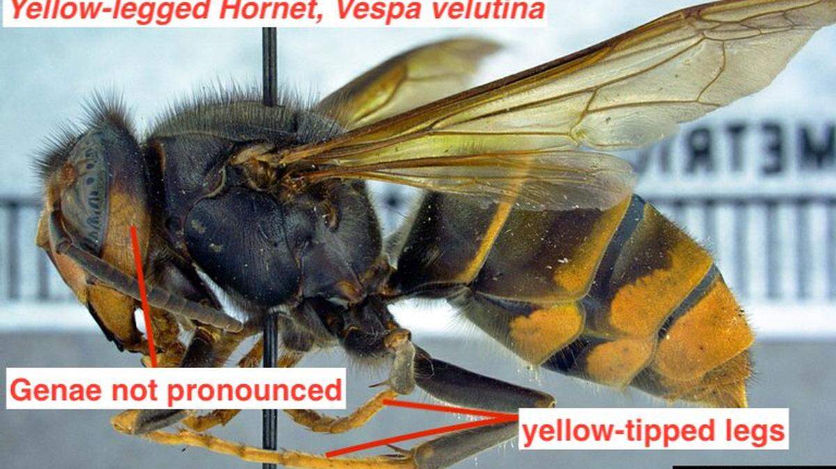 A yellow-legged hornet was identified in Jasper County, South Carolina, on Nov. 9, 2023, according to Clemson University.