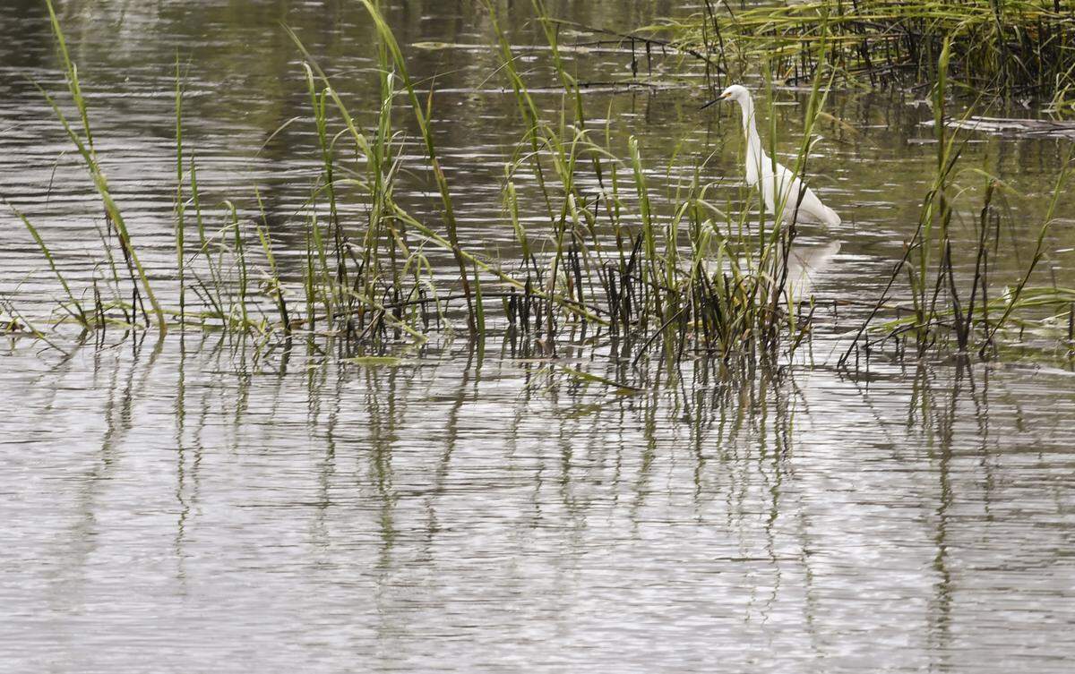 In this file photo, an egret looks for its next meal in the May River oblivious to the fact that Hurricane Dorian was edging up the eastern coastline. The Category 2 storm brought heavy moments of rain and storm surge to the Lowcountry after its devastation in the Bahamas.