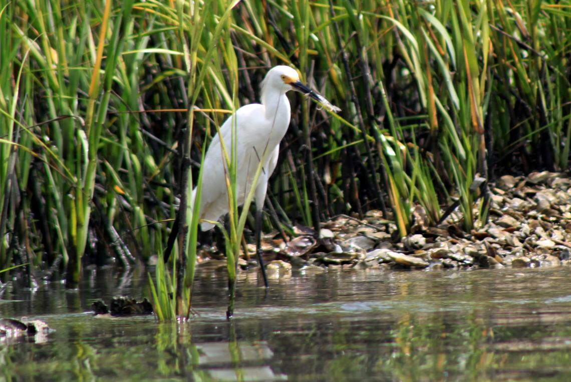 An egret fishes in the marsh along Folly Creek near the Morris Island Lighthouse. The waterways around the light are teeming with Lowcountry wildlife.