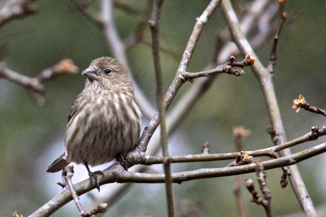 A female house finch.