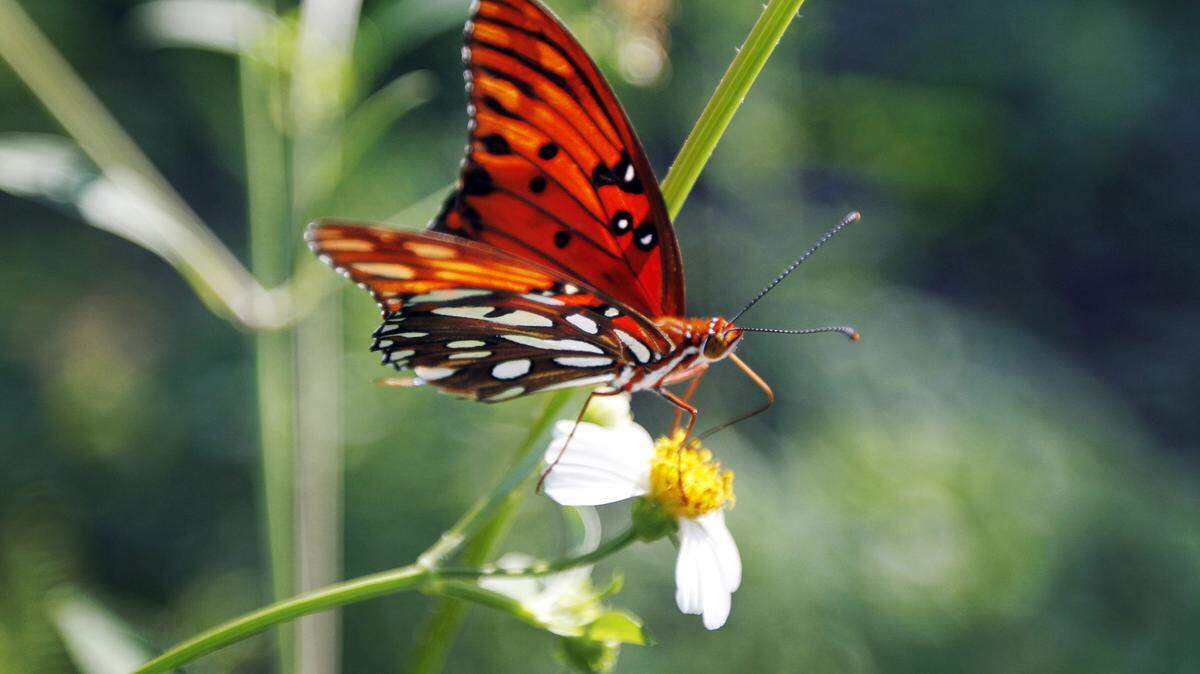 A Gulf Fritillary butterfly seen resting on top a flower at Southside Park on Sept. 12, 2014.