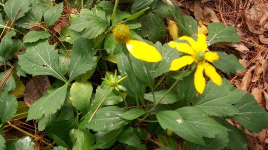 Celebrate Southern Arbor Day, the perfect time to plant a tree