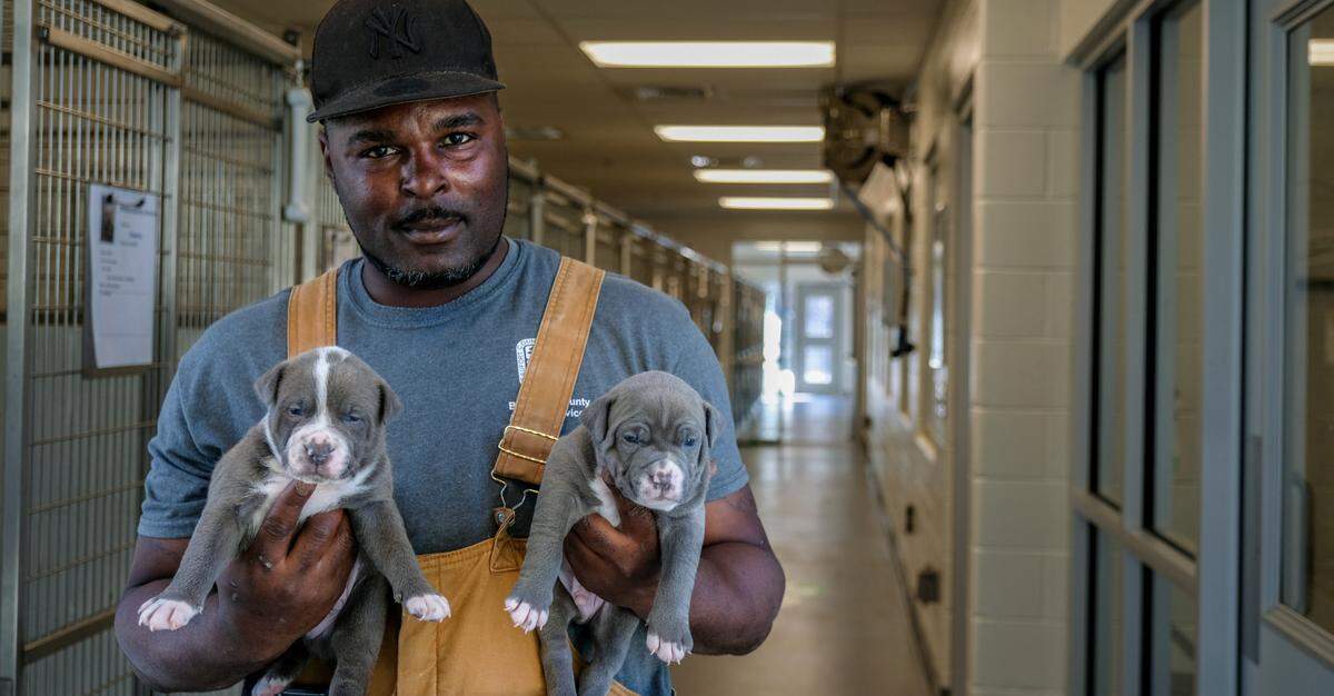 Trevor Heyward holds two puppies from a recent litter for a photo on Thursday, March 4, 2021 at Beaufort County Animal Services in Okatie. A sign on the kennel door informs others that only Heyward is allowed to enter, reducing the stress on the mothers who can be protective of their young. Even though these puppies are not yet named, employees do provide names for those born or brought to the shelter.