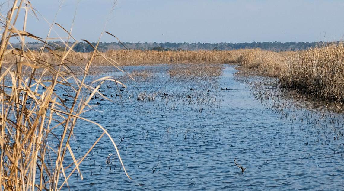 Waterfowl paddle through a flooded field on Jan. 26, 2022 at Nemours Wildlife Foundation in Yemassee, S.C. Workers at the foundation control the amount of water in the fields depending on the migratory season by using ACE Basin-style tidal rice field trunks.