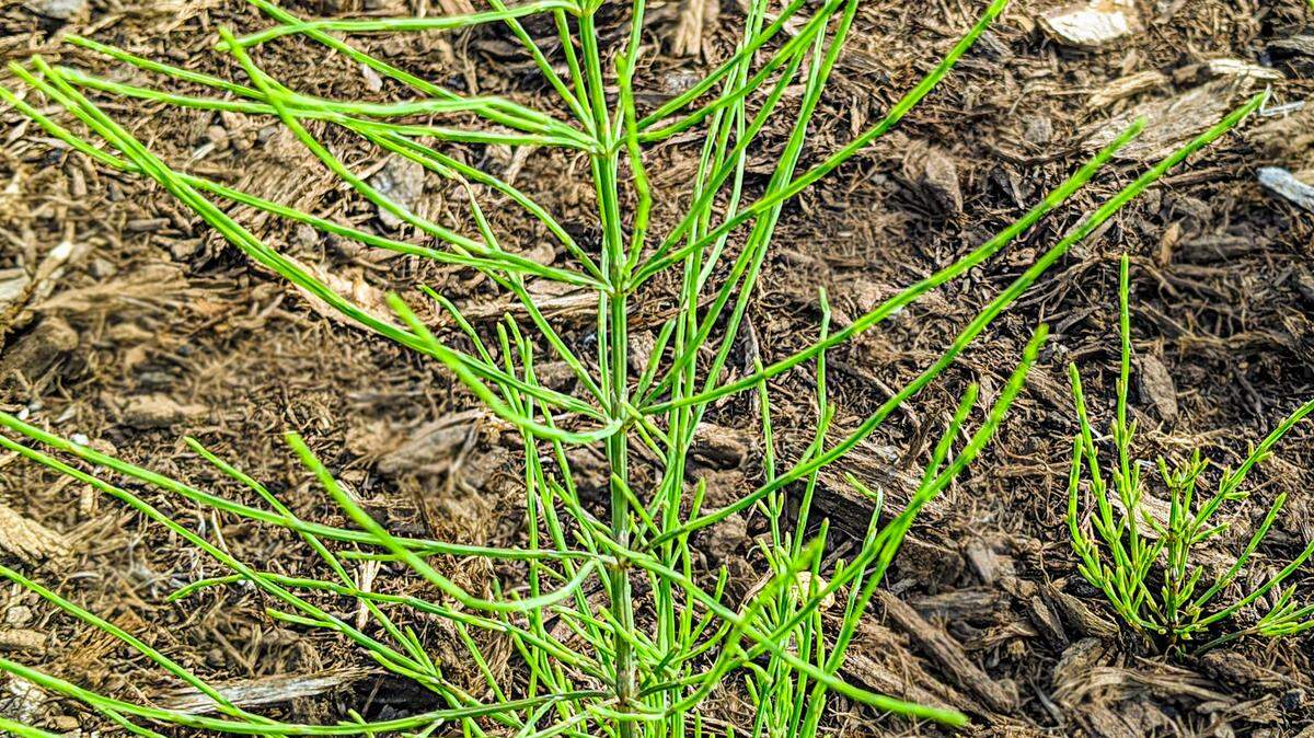 These horsetails have hollow, ribbed stems and branches, with scale-like, minuscule leaves.