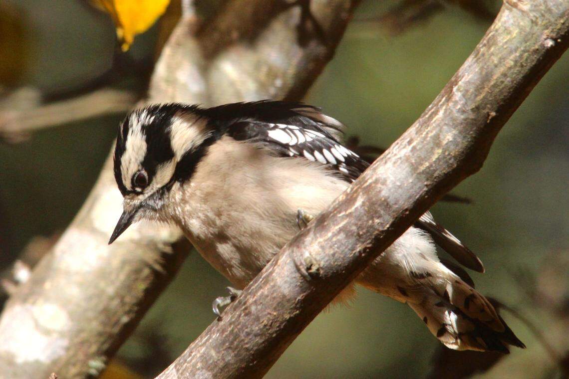 A downy woodpecker in a pear tree in early spring. The downy woodpecker is a bit smaller and has a shorter beak than the similarly patterned hairy woodpecker.