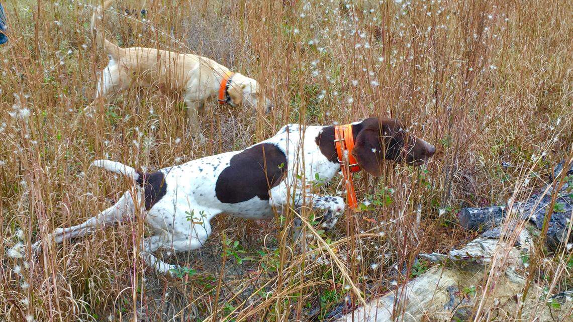 Oh, to run (and stop!) like a Lowcountry hunting dog, even if it’s for only 10 minutes