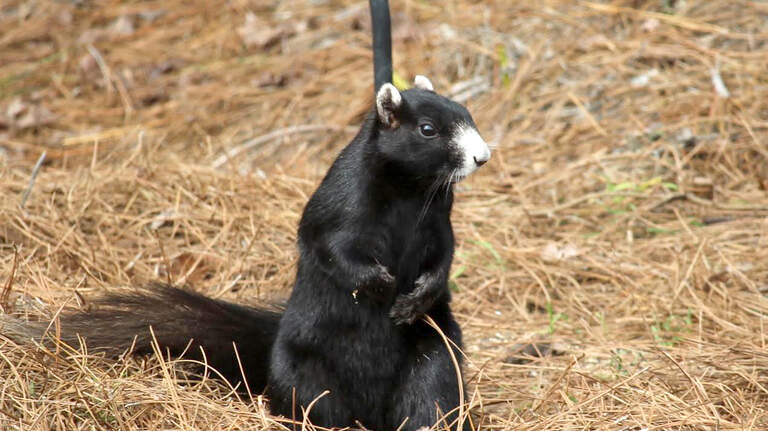 These SC squirrels are the most variably colorful in the world. What to know about these critters