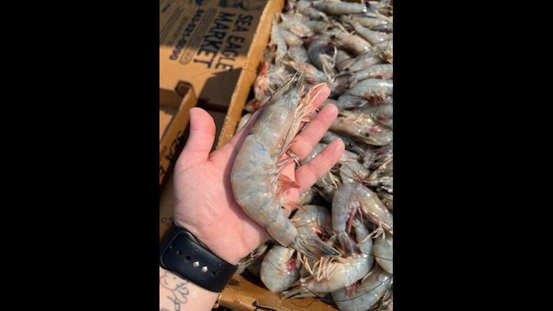 Large white roe shrimp caught by Sea Eagle Market near Fripp Island on opening day of the general shrimp trawl season.