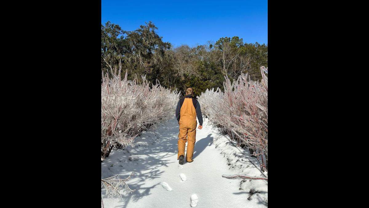 Cal Hucks of Coosaw Farms walks between frozen rows of blueberries on St. Helena Island in January 2025. The blueberry grower intentionally encased the plants with ice to protect them from freezing temperatures snowstorm. Frost protection operations are being employed again this year in advance of a storm this weekend.