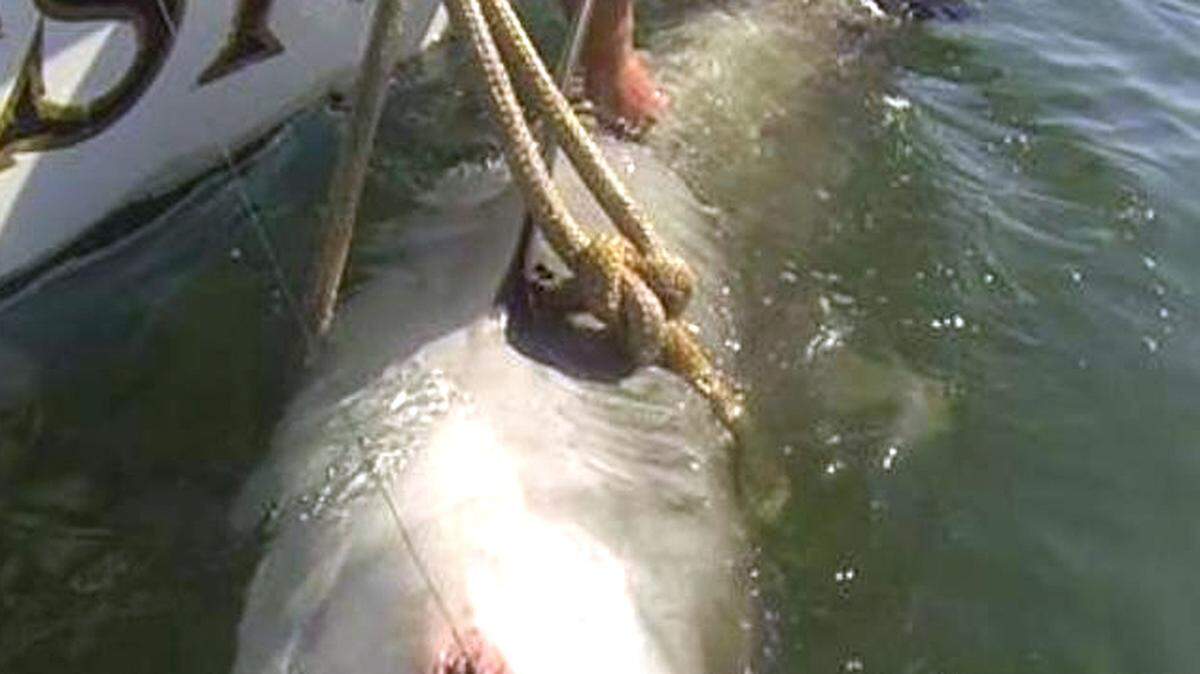 shark