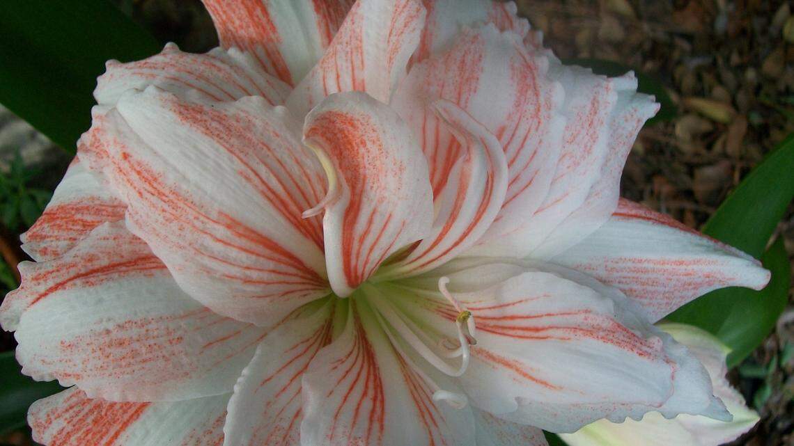 Lowcountry gardens that are made in the shade