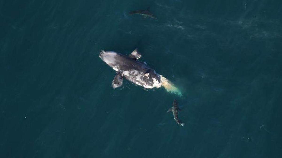 A dead right whale floating about 20 miles offshore of Tybee Island, Georgia, on February 14, 2024. Two sharks swim close by.