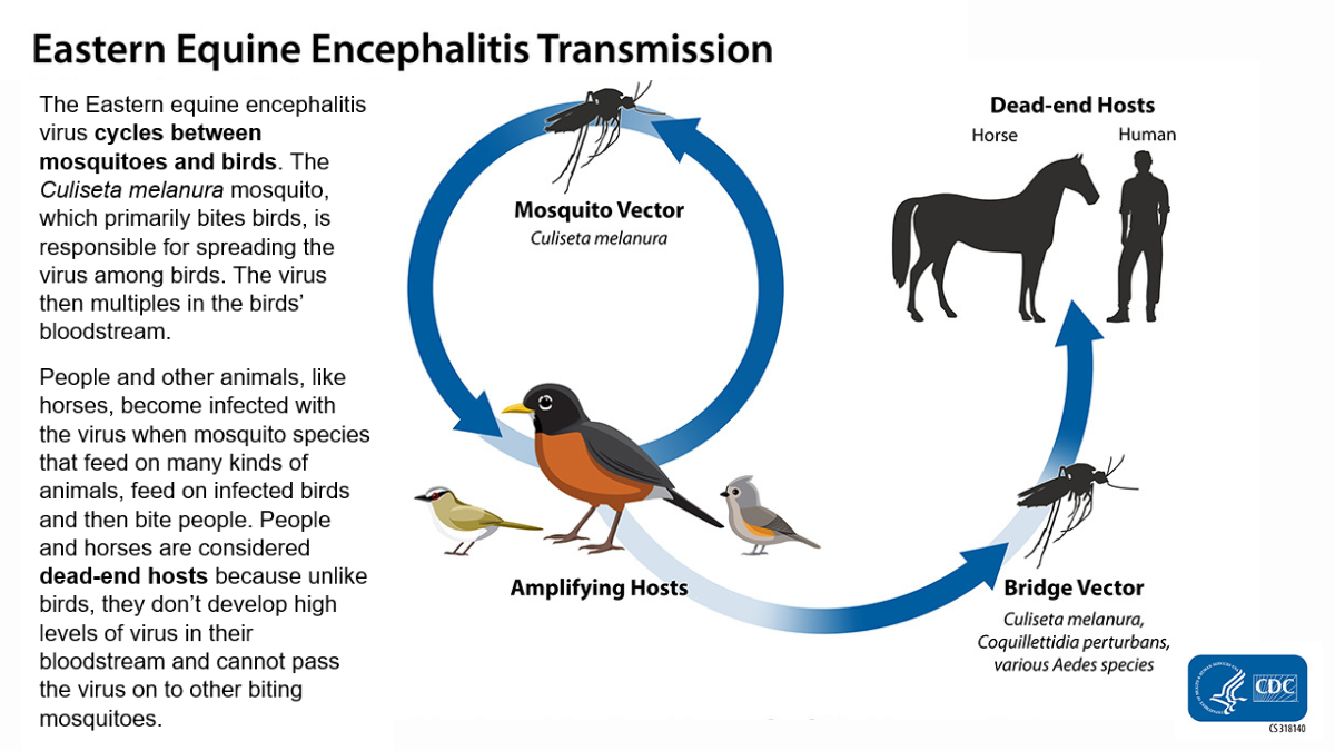 Eastern equine encephalitis virus transmission cycle, according to the Centers for Disease Control and Prevention.
