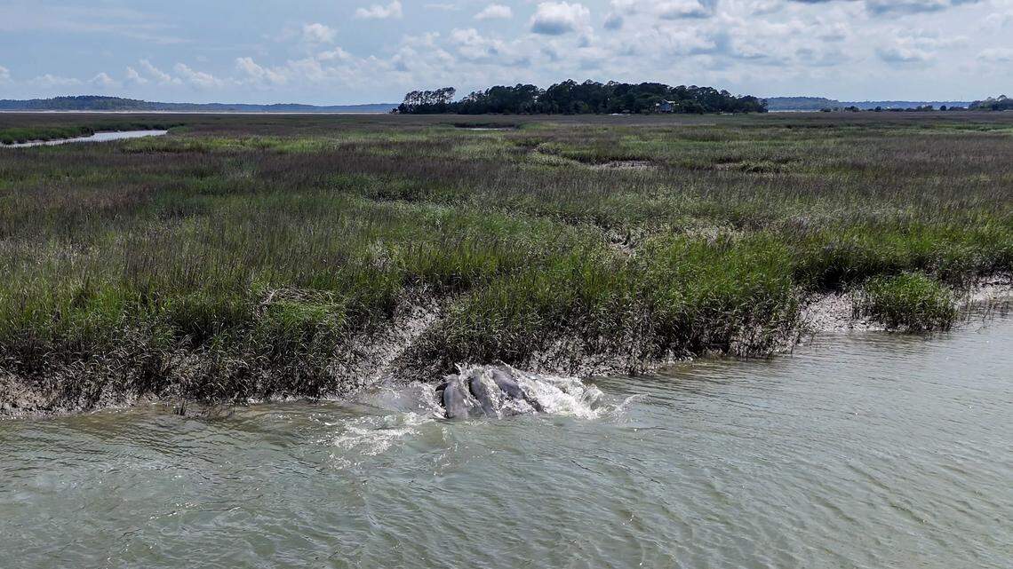 Watch dolphins team up to corral fish on Bluffton’s May River. ‘This is beautiful’