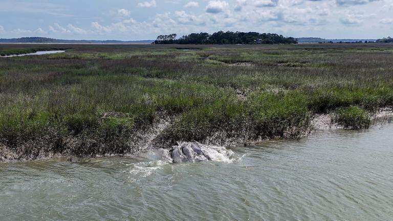 Watch dolphins team up to corral fish on Bluffton’s May River. ‘This is beautiful’