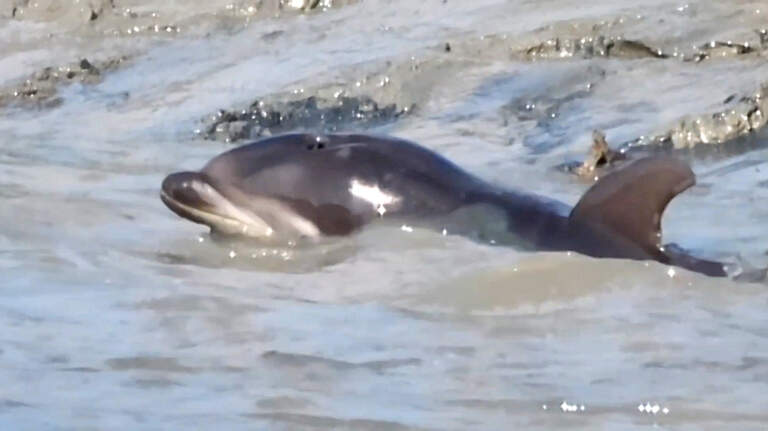 Watch video of a baby dolphin living its best life by SC beach. Here’s what it’s doing