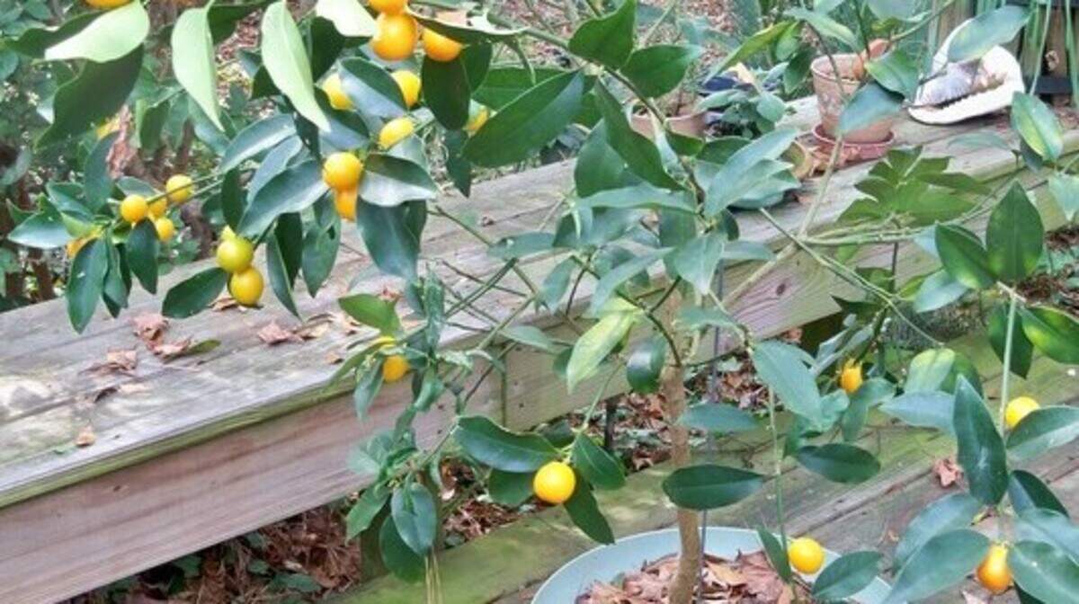 This 4-year-old kumquat tree yields a bumper crop each December. The fruit ripens slowly and stays on the tree for weeks.  