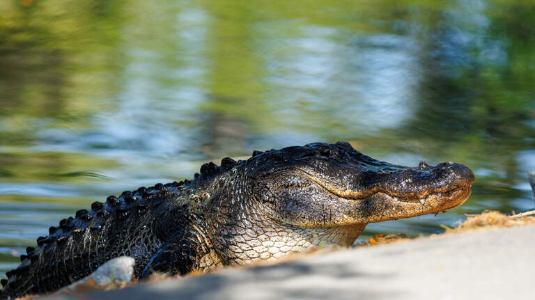 Police thought a car went into a Hilton Head pond. Their answer involved an alligator