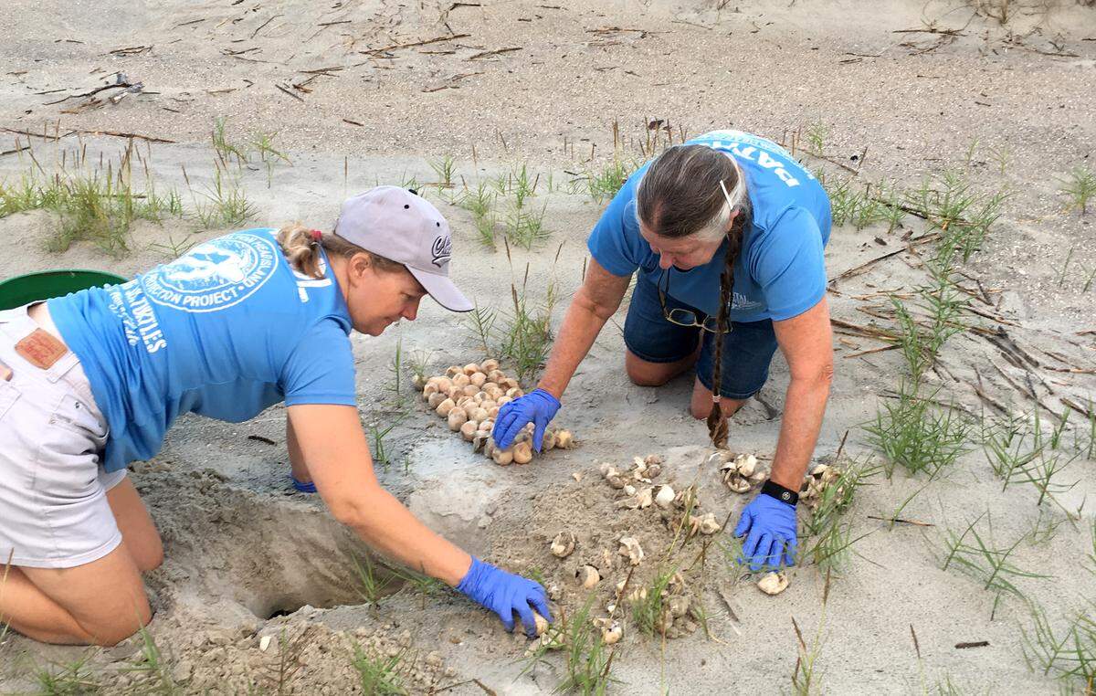 Nanci Polk-Weckhorst, right, works with other trained volunteers in the Sea Turtle Patrol Hilton Head Island under a permit and supervision of the S.C. Department of Natural Resources.